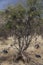 Crested Guineafowl in Kenia