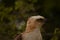 Crested hawk eagle the eyes are very sharp,there are feathers on the head of the head