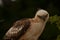 Crested hawk eagle the eyes are very sharp,the unusual turn of the tree can be reversed