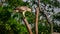 Crested hawk-eagle perch at the dead treetop and looking down. Majestic hunters in the wild. Powerful claws and the sharp beak