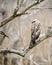 Crested hawk-eagle perch in a tree branch view from the bird`s back. This beautiful and majestic hunter bird was spotted in Yala