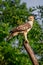 Crested hawk-eagle perched in a bare treetop in the evening at Udawalawa national park forest, Crested hawk-eagle is also known as