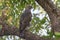 Crested hawk-eagle perched on a tree branch