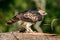 Crested hawk-eagle ready to take off from the tree branch, spotted in the Udawalawe national park safari in the evening