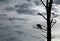 Crested Hawk-Eagle Silhouette