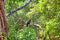 A Crested Hawk Eagle is sitting on a twig in the green jungle of the Yala Nationalpark