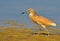 Crested heron in marsh