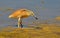 Crested heron with prey