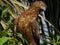 Crested Honey Buzzard