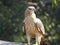 Crested Honey Buzzard