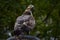 Crested honey buzzard or buzzard Oriental honey buzzard (Pernis ptilorhynchus) in Jnu campus, new Delhi, India