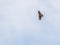A Crested Honey Buzzard flying
