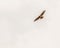 A Crested Honey Buzzard flying