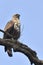 Crested honey buzzardsitting on a twig waiting