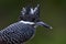 Crested Kingfisher Bird