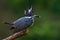 Crested Kingfisher Bird