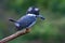 Crested Kingfisher Bird