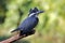 Crested Kingfisher Megaceryle lugubris Beautiful Birds of Thailand