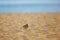 Crested lark on beach