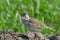 Crested Lark on Field in Springtime