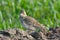 Crested Lark on Field in Springtime