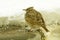 Crested lark ( Galerida cristata)