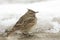 Crested lark ( Galerida cristata)