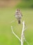 Crested lark ( Galerida cristata)