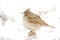 Crested lark ( Galerida cristata )