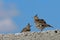 Crested lark - Galerida cristata