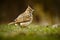 Crested Lark, Galerida cristata, in the grass on the meadow. Bird in the nature habitat, Czech Republic