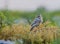 Crested Lark, Galerida cristata Rufous Naped Lark siging for all its worth