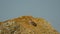 Crested lark Galerida cristata sitting on a stone and singing