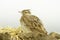 Crested Lark on the ground / Galerida cristata