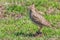 Crested lark on ground Galerida cristata Wildlife Close up