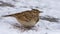 Crested Lark sits on snowy earth in cold winter