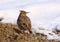 Crested lark on snow