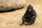 Crested macaque with brown eyes and an interesting hairstyle is resting in the sand