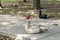 Crested Muscovy Duck resting on sidewalk