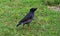 A Crested Myna Bird on the green grass.