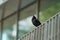Crested myna resting on a fence
