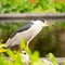 Crested night heron by the pond