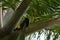 Crested Oropendola