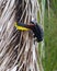 Crested Oropendola