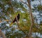 Crested oropendola bird sits on branch in Pantanal