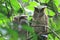 Crested Owl