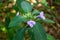 Crested Philippine Violet Barleria cristata flowers closeup - Pine Island Ridge Natural Area, Davie, Florida, USA