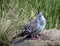 Crested pigeon