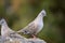 Crested pigeon