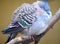 Crested pigeon